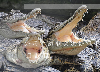 信用卡逾期六次 信用卡逾期六次可以辦住房貸款嗎?