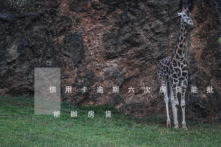 信用卡逾期六次房貸能批嗎(7次信用卡逾期能辦房貸)