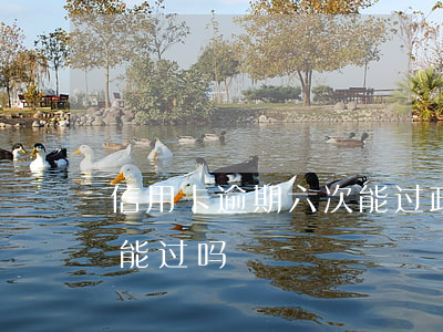 信用卡逾期六次能过政审吗(逾期四个月政审能过吗)
