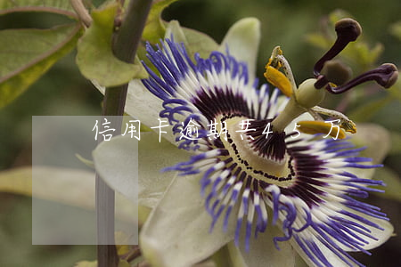 信用卡逾期共45万