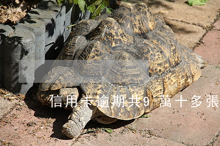 信用卡逾期共9萬(十多張信用卡逾期)