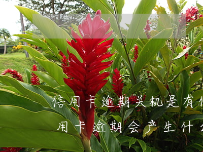 信用卡逾期关机是有什么后果 工商银行的信用卡逾期会产生什么后果
