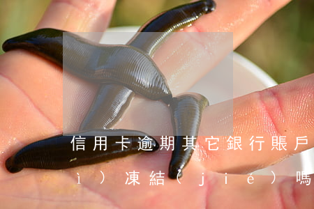 信用卡逾期其它銀行賬戶(hù)會(huì)凍結(jié)嗎-信用卡逾期其它銀行賬戶(hù)會(huì)凍結(jié)嗎怎么辦