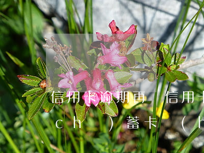 信用卡逾期再辦(信用卡逾期再辦理新的儲(chǔ)蓄卡會(huì)從里面扣款嗎,沒(méi)有綁定)