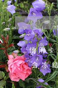 信用卡逾期冻结了款还能打进去吗 贷款逾期会冻结信用卡吗