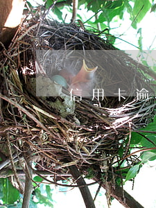 信用卡逾期冻结交了