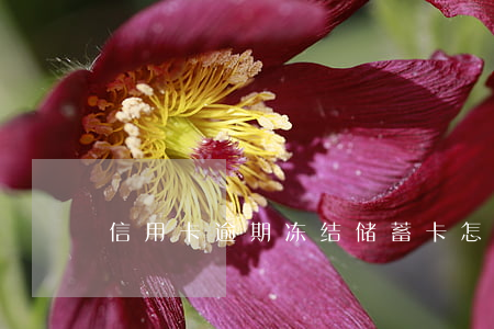 信用卡逾期冻结储蓄卡怎么解冻