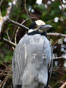 信用卡逾期冻结后催钱(银行信用卡逾期钱还了以后冻结了怎么办)