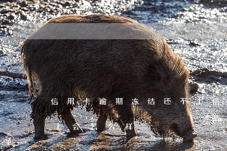 信用卡逾期冻结还不上(信用卡逾期冻结还不上会怎么样)