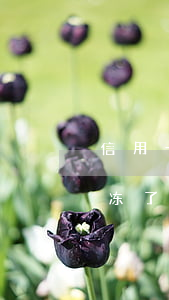 信用卡逾期冻结还清后能解吗(我信用卡逾期冻了还完了,还此用吗)