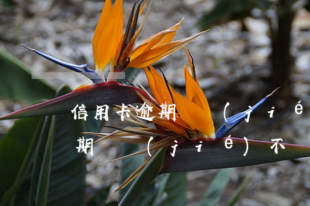 信用卡逾期凍結(jié)不銷卡(信用卡逾期凍結(jié)不銷卡)
