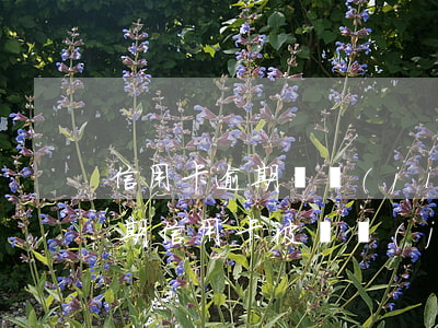 信用卡逾期凍結(jié)了怎么處理(因逾期信用卡被凍結(jié)了還能解凍嗎)