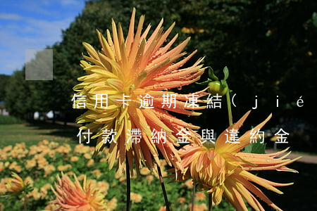信用卡逾期凍結(jié)了扣違約金(逾期付款滯納金與違約金)