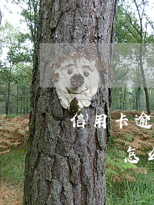 信用卡逾期凍結(jié)了沒(méi)錢還怎么辦-信用卡 逾期 凍結(jié)