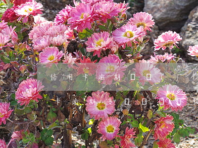 信用卡逾期凍結(jié)前會通知嗎(信用卡逾期多長時間會被凍結(jié))