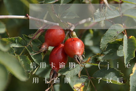 信用卡逾期凍結(jié)后面還清(銀行信用卡逾期錢還了以后凍結(jié)了怎么辦)