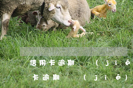 信用卡逾期凍結(jié)工資怎么辦(信用卡 逾期 凍結(jié))