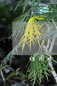 信用卡逾期凍結(jié)微信會(huì)凍結(jié)銀行卡嗎(欠信用卡微信零錢被凍結(jié)下一步是什么)