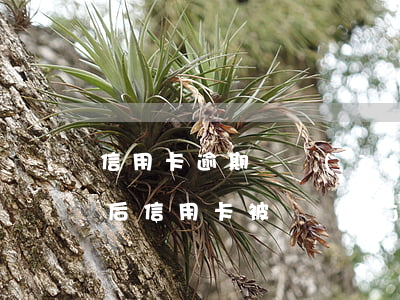 信用卡逾期凍結(jié)恢復使用嗎(逾期后信用卡被凍結(jié)如何解開?)