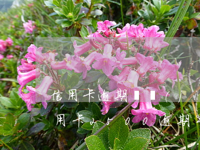 信用卡逾期凍結(jié)欠1600(欠信用卡2500逾期半年會(huì)被起訴嗎)