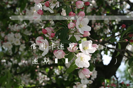 信用卡逾期凍結(jié)短信掃碼(信用卡 逾期 凍結(jié))