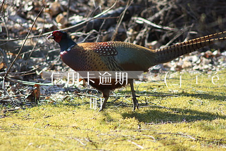 信用卡逾期凍結(jié)結(jié)清給證明嗎