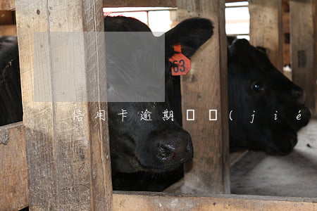 信用卡逾期凍結(jié)能分期還款嗎