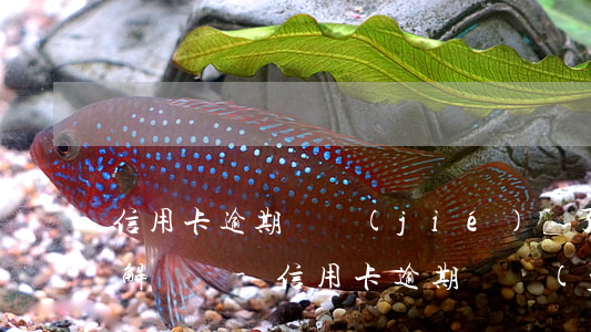 信用卡逾期凍結(jié)還了最低還款能解凍嗎-信用卡逾期凍結(jié)還了最低還款能解凍嗎