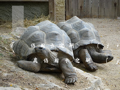 信用卡逾期凍結(jié)還最低額度(低額度信用卡逾期嚴(yán)重嗎)