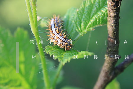信用卡逾期凍結(jié)銀行卡有什么流程(銀行貸款逾期后信用卡凍結(jié)了怎么辦)