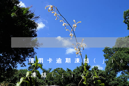 信用卡逾期凍結(jié)騙局(信用卡 欺詐凍結(jié))