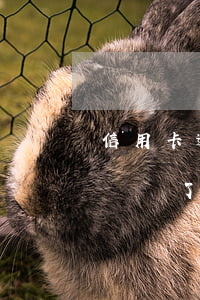 信用卡逾期凍結要銷戶嗎(信用卡逾期很長時間,還了可以立即銷戶嗎)