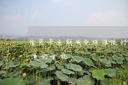 信用卡逾期减免跟谁谈好(信用卡逾期能减免违约金吗)