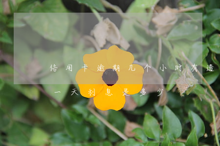信用卡逾期几个小时有透支利息(信用卡逾期一天利息是多少)