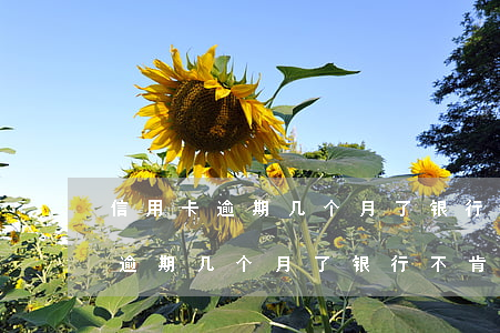 信用卡逾期几个月了银行不肯协商-信用卡逾期几个月了银行不肯协商怎么办