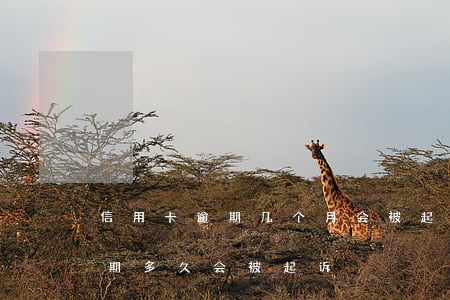 信用卡逾期几个月会被起诉(欠银行信用卡逾期多久会被起诉)