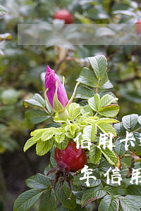 信用卡逾期几个月才会上门处理-2021年信用卡逾期多久会上门