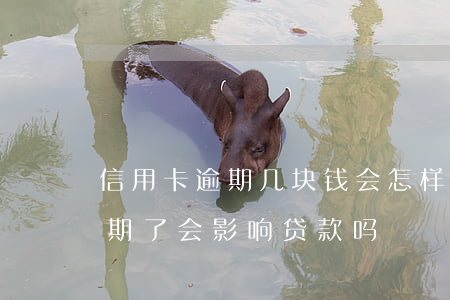信用卡逾期几块钱会怎样(信用卡几百块钱逾期了会影响贷款吗)