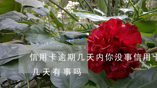 信用卡逾期几天内你没事(信用卡每次都逾期几天有事吗)