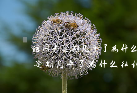 信用卡逾期几年了为什么征信没上-信用卡逾期几年了为什么征信没上征信