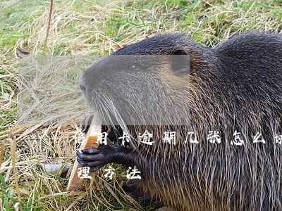 信用卡逾期几张怎么协商(信用卡逾期协商处理方法)
