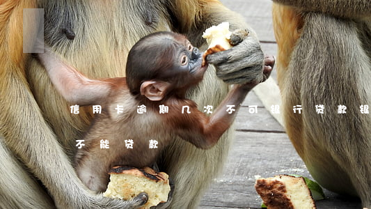 信用卡逾期几次不可银行贷款(银行逾期几次不能贷款)