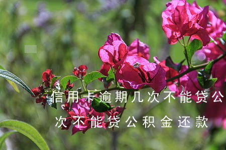 信用卡逾期几次不能贷公积金(信用卡逾期几次不能贷公积金还款)