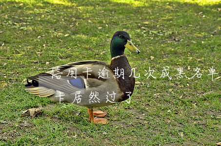 信用卡逾期几次成黑名单-黑名单办理信用卡居然过了