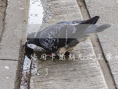 信用卡逾期几次正常嘛(你们的信用卡逾期多久了)