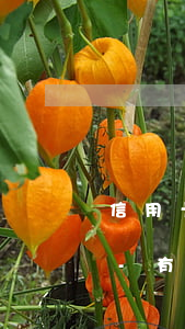 信用卡逾期出現(xiàn)第二個月賬單-有一次信用卡逾期記錄