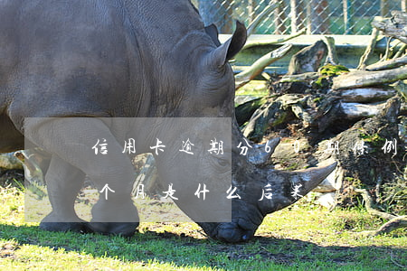 信用卡逾期分60期条例(信用卡连续逾期六个月是什么后果)
