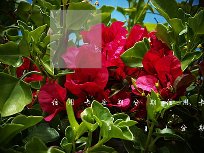 信用卡 逾期 分期（信用卡專(zhuān)項(xiàng)分期逾期）