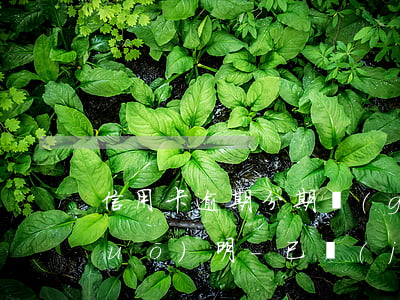 信用卡逾期分期個(gè)人情況說(shuō)明-已經(jīng)逾期的信用卡如何辦理分期