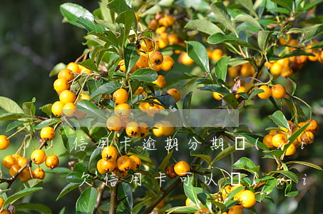 信用卡逾期分期協(xié)商影響征信嗎(欠信用卡可以協(xié)商分期還款嗎)